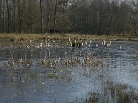 NL, Noord-Brabant, Oirschot, De Mortelen 11, Saxifraga-Jan van der Straaten